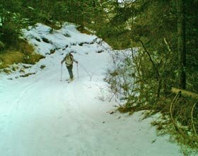 salita nel bosco